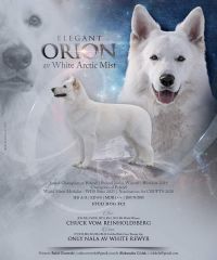 biały owczarek szwajcarski - Orion