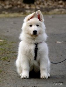 Ile kosztuje szczeniak białego owczarka szwajcarskiego w Polsce?