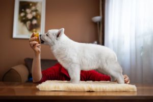 owczarek szwajcarski szczeniak