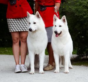 biały owczarek szwajcarski dorosły pies zgodny ze wzorcem rasy